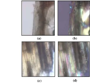 Gambar 15 Struktur mikroskopis serbuk gergaji perbesaran 200x: sebelum  