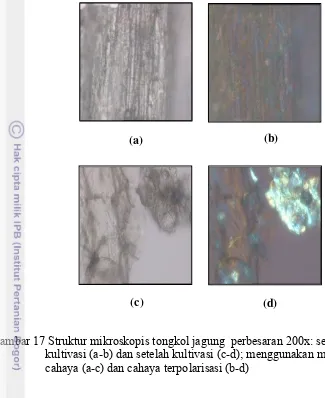 Gambar 17 Struktur mikroskopis tongkol jagung  perbesaran 200x: sebelum                    kultivasi (a-b) dan setelah kultivasi (c-d); menggunakan mikroskop   