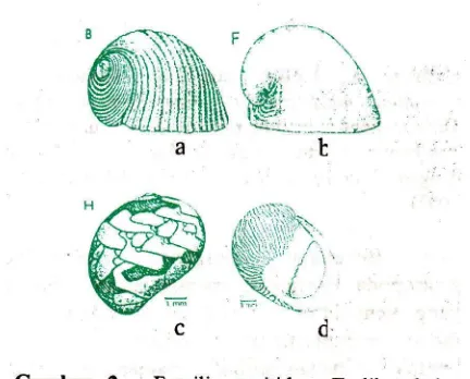 Gambar 2. jelas Neritodryas (b) Beesley whorl cangkang dengan Familia neritidae. Terlihat bahwabody whorl yang besar., unityang pendek dan menggelung