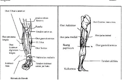 Gambar 7. Tungkai kaki (Syarifuddin, 1992:31) 
