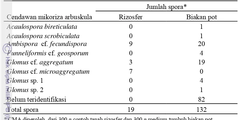 Tabel 1  Spora cendawan mikoriza arbuskula dari contoh tanah rizosfer sawo duren 