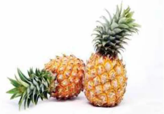 Gambar 1. Nanas (Ananas comosus L. Merr) 