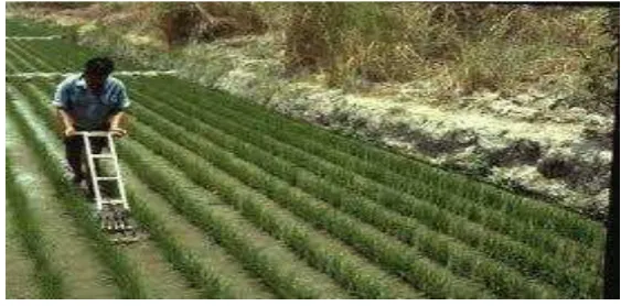 Gambar 1. Penanganan Azolla pinnata di lahan padi sawah secara mekanik  