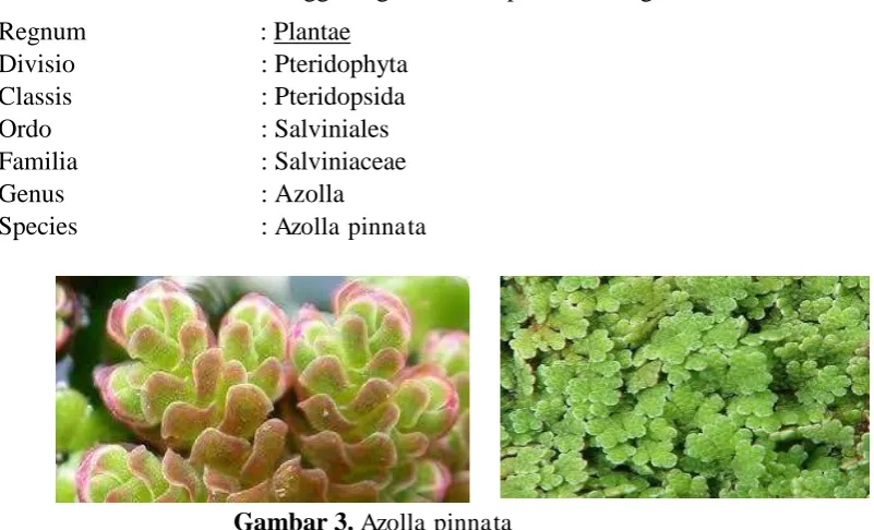 Gambar 3. Azolla pinnata  