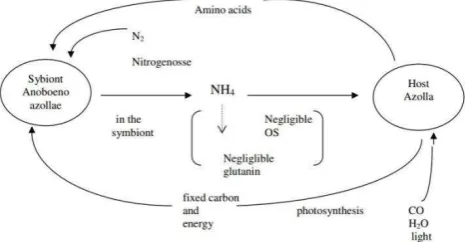 Gambar 4. Laju nitrifikasi N2 diudara oleh Anabaena azollae  