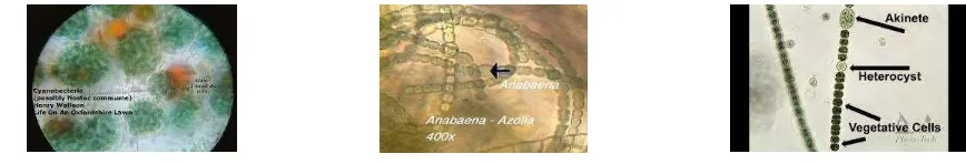 Gambar 5. Penampakan Anabaena azollae di bawah mikroskop  