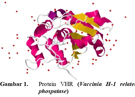 Gambar 1.Protein VHR (Vaccinia H-1 related