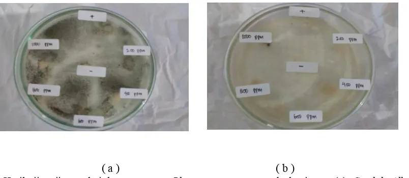 Gambar 1. Hasil uji antijamur dari daun mangrove Rhizopora mucronata terhadap jamur: (a)