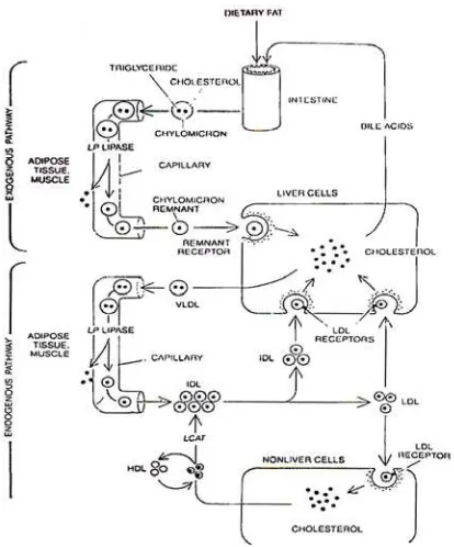 Gambar 6.  Jalur eksogen dan endogen tranportasi dan sintesis lemak   (Brown MS)33 