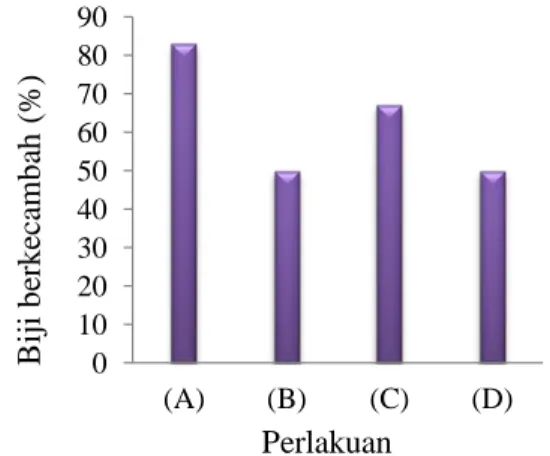 Gambar 2. Grafik persentase jumlah biji sintetik  T. rafflesia yang berkecambah 