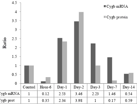Figure 7. Correlation of Cygb mRNA and Cygb protein
