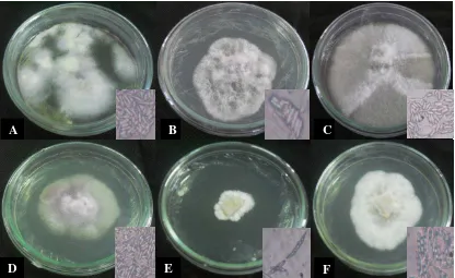Gambar 1. Karakteristik makroskopis Fusarium spp. inkubasi 7 hari pada media Potato Dextrosa Agar (PDA), (A) F