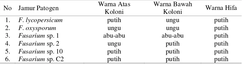 Tabel 1 Perbedaan Warna Koloni dan Hifa Fusarium spp. 
