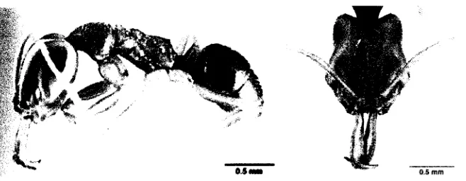 Gambar 10 Genus Anochetus dengan satu petiol dan mandibula panjang dengan tiga gigi. M: mandibula ( ) 