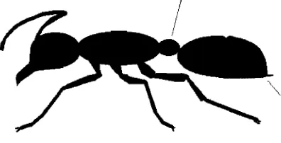 Gambar 8 Genus Pheidole (http://antbase.org/ants/africa/pheidole/pheidole _teneriffana/pheidole _teneriffana _fisher_ min dengan dua petiol dan mandibula dengan 7 gigi or.jpg)