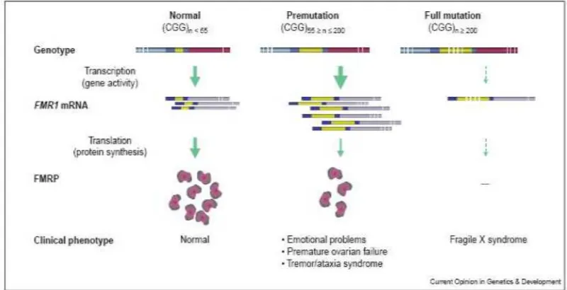 Figure 1. CGG length, FMR1 expression and the clinical outcomes (48). 