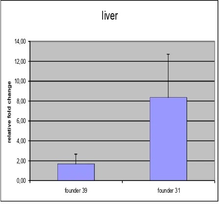 Figure 9. Immunohistochemistry for GFP in the liver slices comparing founder 31 and 39 of Tet-on-99CGG-eGFP