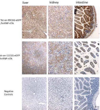 Figure 3. Immunohistochemistry for GFP in liver, kidney, and intestine of bigenic mice Tet-on-nCGG-eGFP/hnRNP-rtTA with dox treatment