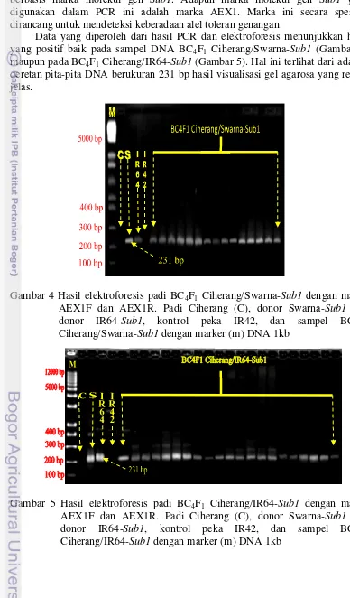 Gambar 4 Hasil elektroforesis padi BC4F1 Ciherang/Swarna-Sub1 dengan marka 