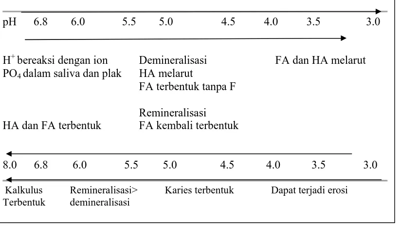 Gambar 1: Siklus Demineralisasi- remineralisasi 