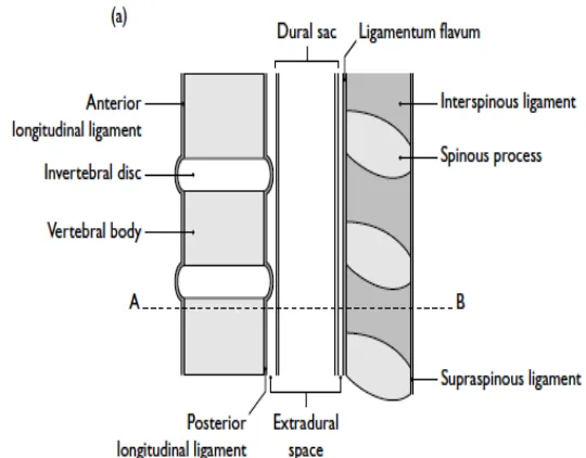 Gambar 2.1-2. Tulang belakang secara longitudinal dan transversal 27 