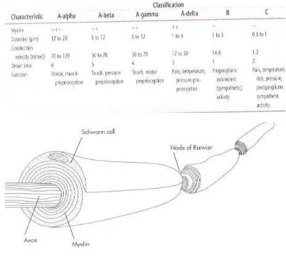 Tabel 2.4-2. Karakteristik dari sel saraf perifer 33