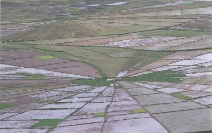 Gambar 3 Sistem pembagian lahan pertanian di Manggarai (lingko) yang menyerupai sarang laba-laba