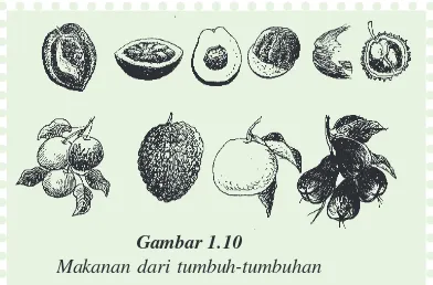 Makanan dari tumbuh-tumbuhanGambar 1.10nya harimau, ular, dan musang.