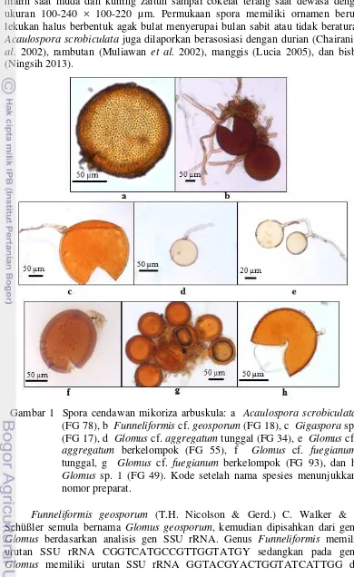 Gambar 1  Spora cendawan mikoriza arbuskula: a   Acaulospora scrobiculata 