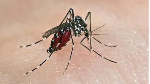 Gambar 2.1 Nyamuk Demam Berdarah Dengue  Sumber: Depkes RI 