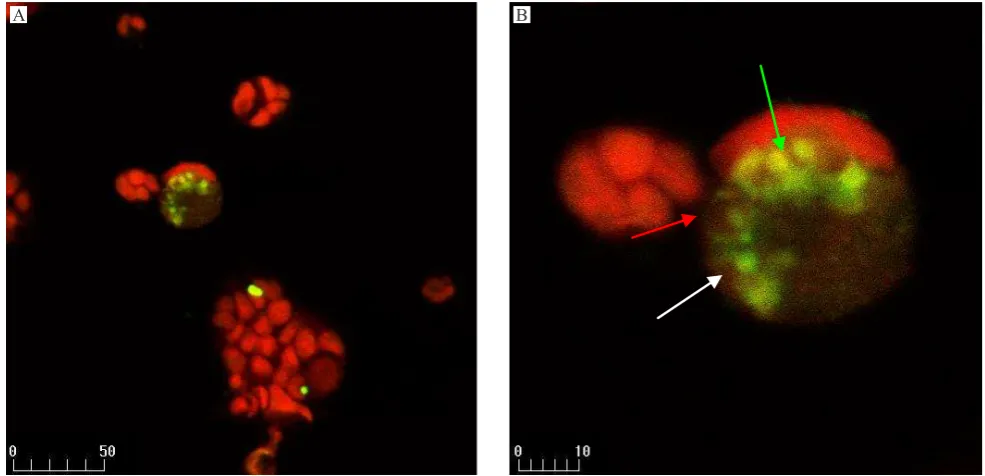 Figure 5. Confocal micrograph of Caco-2 cells treated with 30 μg/mL γ-sitosterol from S