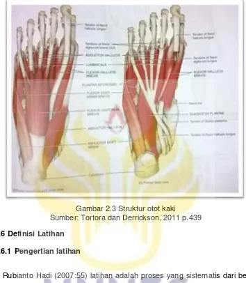 Gambar 2.3 Struktur otot kaki 