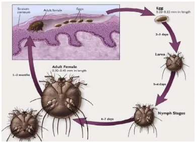 Gambar 4. Siklus hidup Sarcoptes scabiei Sumber : http://www.stanford.edu, 2011 