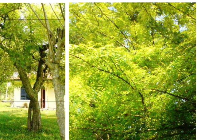 Gambar 2. Morfologi tanaman mimba (Kiri) dan daun mimba (kanan)   Sumber : Dokumentasi penulis 