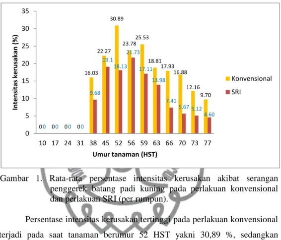 Gambar  1.  Rata-rata  persentase  intensitas  kerusakan  akibat  serangan  penggerek  batang  padi  kuning  pada  perlakuan  konvensional  dan perlakuan SRI (per rumpun)