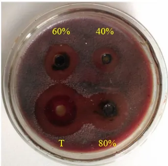 Gambar 6. Hasil Pengujian Difusi Agar Perforasi terhadap Streptococcus mutans  