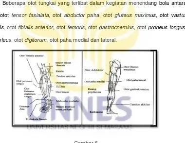 Gambar 6 Struktur otot tungkai (Evelyn, Anatomi dan Fisiologi Paramedis, Hal : 114) 