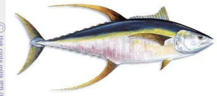 Gambar 1. Ikan Tuna Madidihang (Thunnus albacares) 