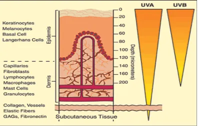 Gambar 2.1 Penetrasi sinar ultravioletke lapisan kulit.