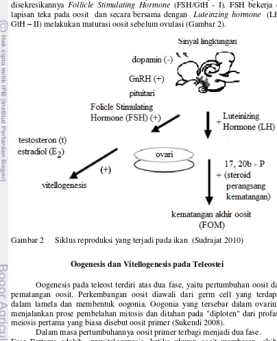 Gambar 2  Siklus reproduksi yang terjadi pada ikan  (Sudrajat 2010) 