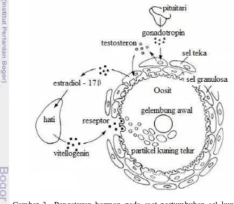 Gambar 3  Pengaturan hormon pada saat pertumbuhan sel kuning  telur 