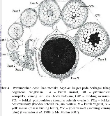 Gambar 4   Pertumbuhan oosit ikan medaka Oryzias latipes pada berbagai tahap 