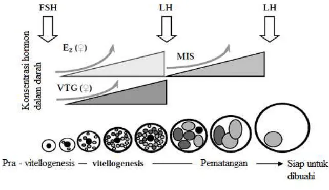 Gambar 5   Naiknya konsentrasi  hormon dalam darah hingga batas tertentu yang menyebabkan bertambahnya kematangan telur ikan