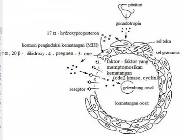 Gambar 6  Pengaturan hormon pada saat pematangan oosit dalam tubuh 