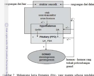 Gambar 7  Mekanisme kerja Dopamin (DA), yang mampu sebagai pendukung 