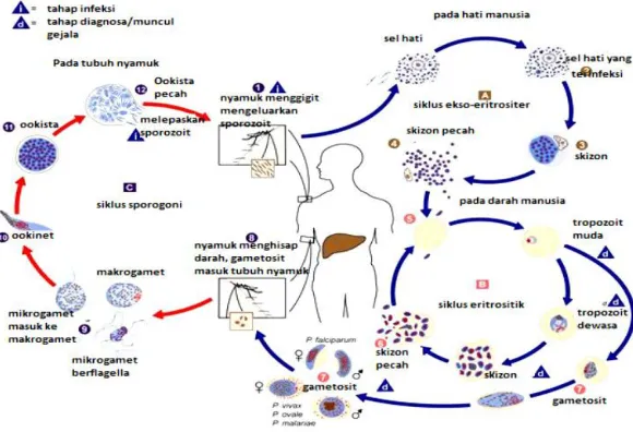Gambar 2.2 Siklus hidup Plasmodium (Coutrier, 2008)  
