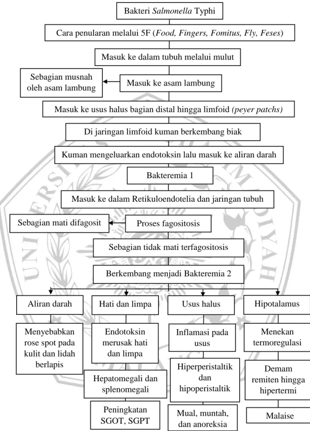 Gambar 2.2 Jalur Patofisiologi Demam Tifoid (Muttaqin, 2011) Bakteri Salmonella Typhi 