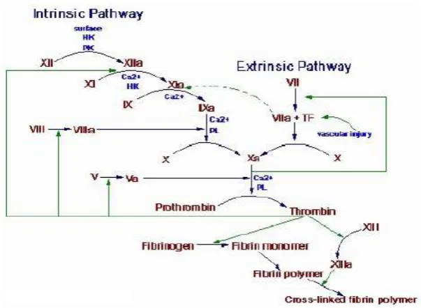 Gambar 2.1 Kaskade Pembekuan Darah (Raspati, dkk., 2010). 