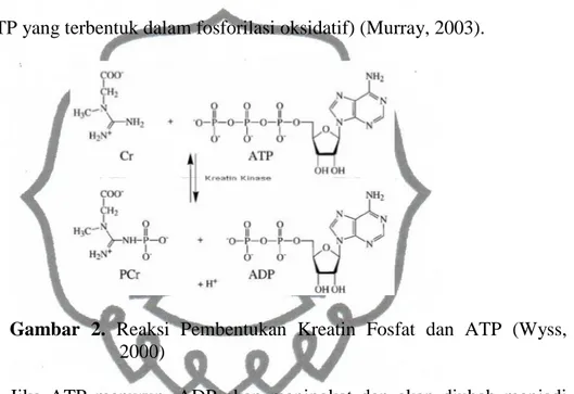 Gambar  2.  Reaksi  Pembentukan  Kreatin  Fosfat  dan  ATP  (Wyss,    2000) 