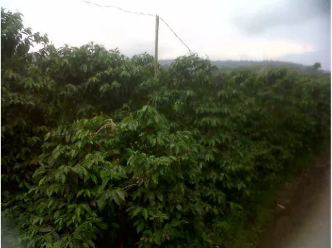 Gambar tanaman kopi yang merupakan tanaman awal di masyarakat Kuta Kendit 